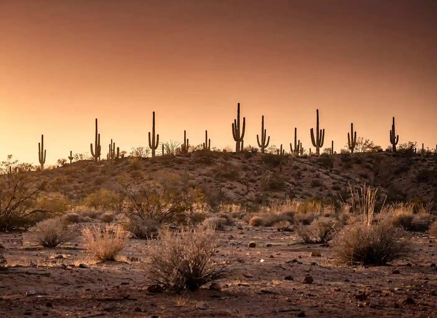 Arizona desert at golden hour